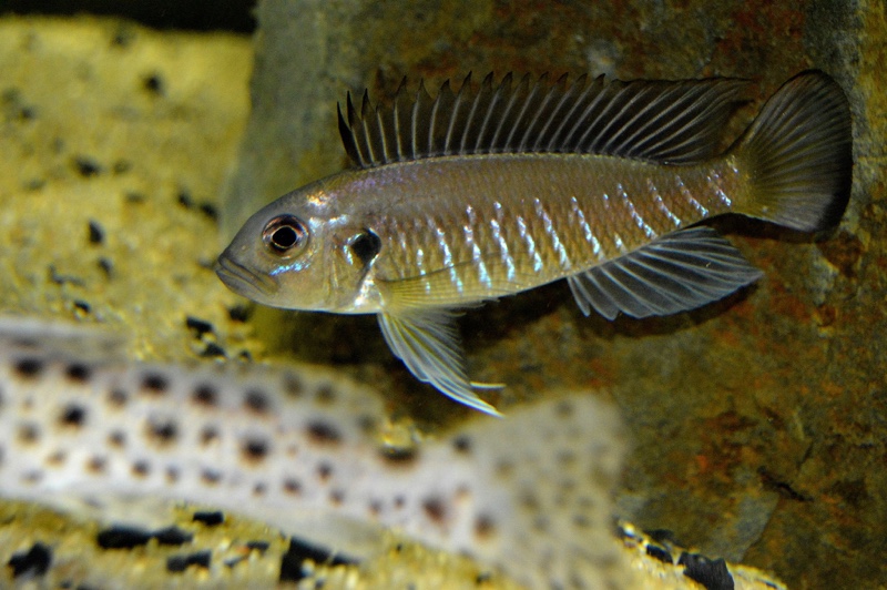 Triglachromis otostigma